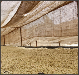 ETIOPIA Yirgacheffe Halo Beriti Gr.1 Natural - Img 5