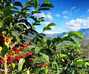 GUATEMALA Finca El Chorro Natural - Img 3