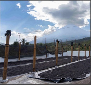 GUATEMALA Finca Los Andes Geisha Natural
