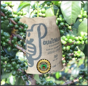 GUATEMALA Finca Pampojila Ruiru 11