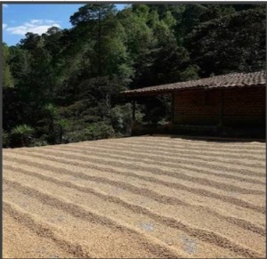 HONDURAS Finca El Jardin - Img 2