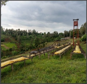 KENYA Nyeri Ndurutu Anaerobic Natural - Img 3