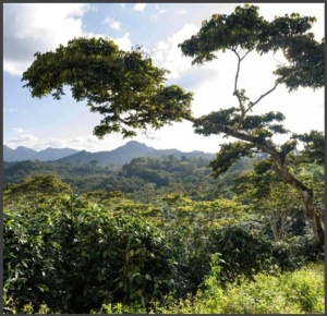 NICARAGUA Jinotega Finca San Ramon - Img 2