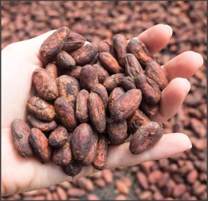 RAW COCOA BEANS- COSTA RICA Upala