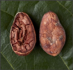 RAW COCOA BEANS - ECUADOR Hacienda Palo Santo - Img 1