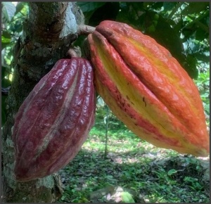 RAW COCOA BEANS -VENEZUELA Cuyagua Clarino - Img 2