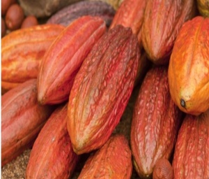 ROASTED COCOA BEANS - INDONESIA Ghaura Estate - Img 2