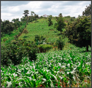 UGANDA Robusta Specialty - Img 2