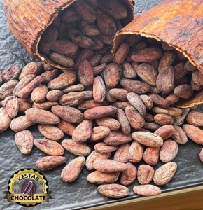 UNROASTED COCOA BEANS - Solomon Island Guadalcanal