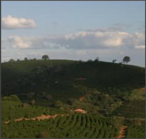BRAZILIA Fazenda das Almas Natural Anaerobic - Img 3