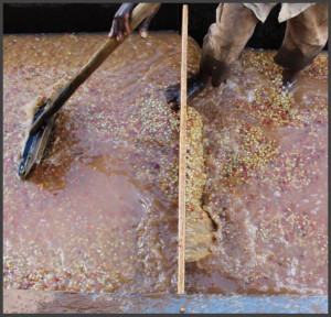 BURUNDI Kayanza Butegana Cima Yeast - Img 5