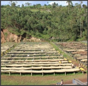 BURUNDI Kibingo Kayanza Washed - Img 3
