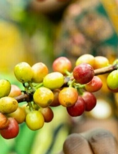 BURUNDI Masasu Natural - Img 2