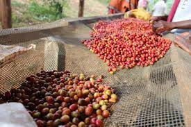 BURUNDI Nemba Kayanza Natural - Img 2