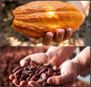 Ciocolata Bean to Bar- ECUADOR Hacienda Sofia - Img 3