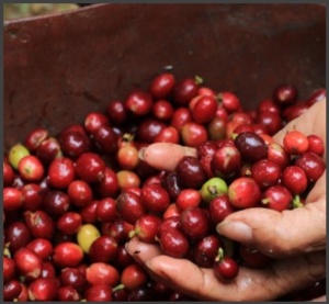 COLOMBIA Finca San Jose