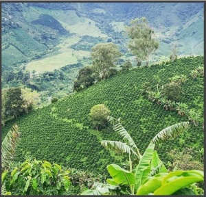 COLOMBIA La Luisa Peach Honey - Img 3