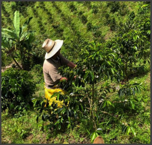 COLUMBIA Excelso Huila Terra Verde - Img 3
