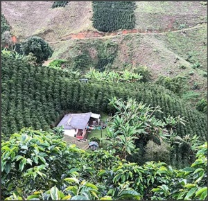 COLUMBIA Excelso Valle del Cauca Marchalii - Img 3