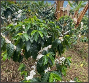 COLUMBIA Finca La Esmeralda Anaerobic Washed