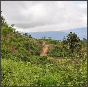 COLUMBIA Finca Las Brisas Gesha - Img 3