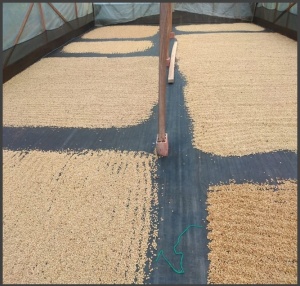 COLUMBIA Huila El Libano Washed Double Fermentation - Img 2