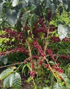 COLUMBIA Huila Finca Las Palmas Pineapple Co-fermented Washed - Img 2