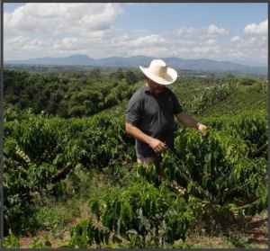 COLUMBIA Risaralda Finca Milan Captain Mark - Img 3