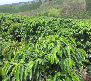 COLUMBIA Supremo Huila San Rafael - Img 2