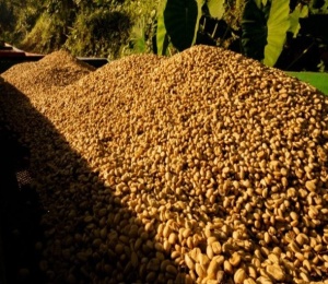 COSTA RICA Brunca Finca Marespi