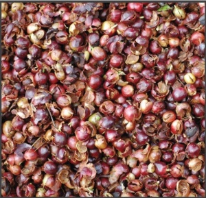 COSTA RICA Hacienda Sonora CASCARA - Dried coffee cherry pulp, seedless - Img 3