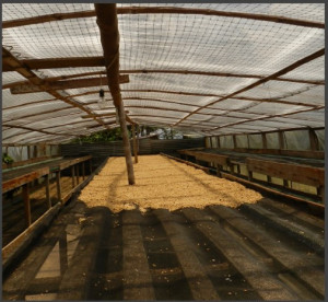 DECAF COLUMBIA Huila Sugarcane - Img 4