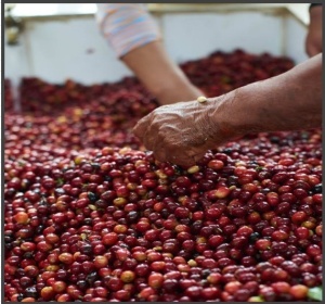 ECUADOR Finca San Pablo Anaerobic Washed - Img 2