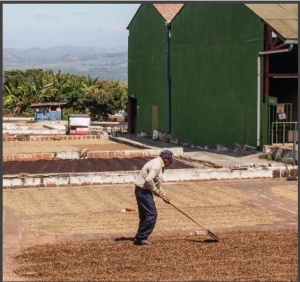 EL SALVADOR Finca Miramar Anaerobic Honey - Img 4