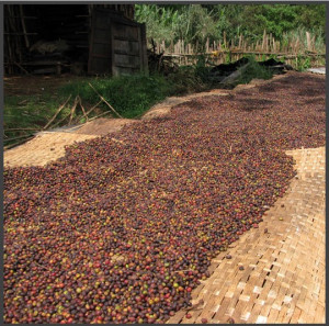 ETHIOPIA Sidamo Aletawendo - Img 2