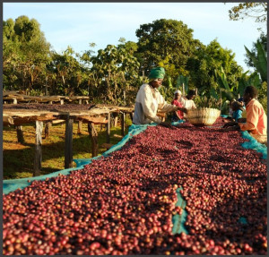ETIOPIA Guji Uraga RARO Carbonic Maceration