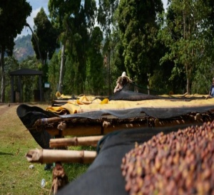 ETIOPIA Sidamo Shantawene Anaerobic Natural 300+ Hours - Img 4