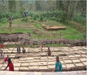 ETIOPIA Sidamo Shantawene - Honey Wine Fermentation - Img 5