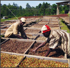 ETIOPIA Yirgacheffe Banko Gotiti Natural Gr.1 - Img 4