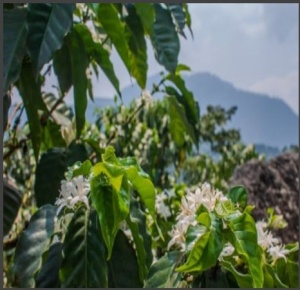 GUATEMALA Finca Pampojila Ruiru 11 - Img 2