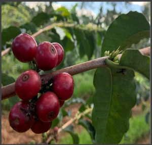 KENYA Kiri Kirinyaga AA TOP