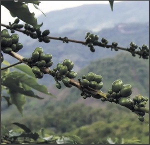 MEXIC Finca Las Chicharras SHB EP - Img 3
