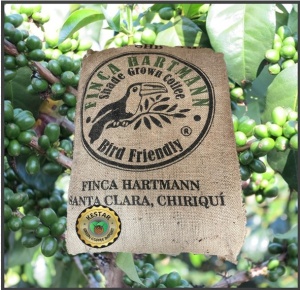 PANAMA Chiriquí Finca Hartmann Washed