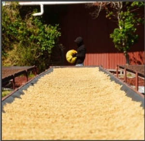 PANAMA Franceschi Geisha Fermented Washed