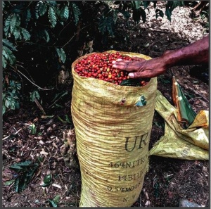PAPUA NEW GUINEA Sigri Estate Washed - Img 3