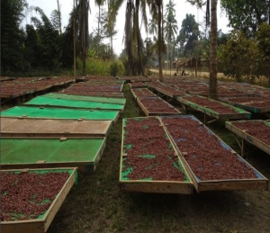 ROASTED COCOA BEANS -TANZANIA Mbingu Kokoa Kamili Farm - Img 3