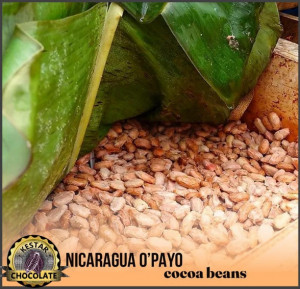 UNROASTED COCOA BEANS - NICARAGUA O'Payo