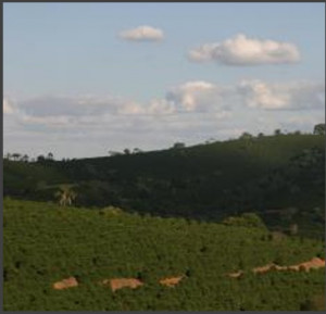 BRAZILIA Fazenda das Almas Natural Anaerobic - Img 4