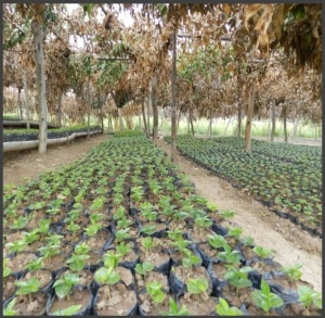 BURUNDI Gahahe Kayanza Washed