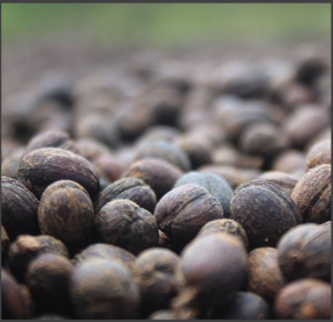 BURUNDI Masha Kayanza Natural